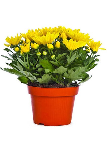 Videolu Sarı Renk Kasımpatı 1 Adet Saksılı 10-20 cm Canlı Teras Bikisi (Chrysanthemum)