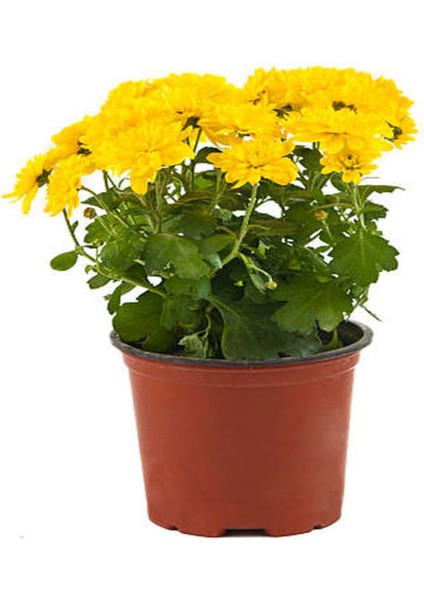 Videolu Sarı Renk Kasımpatı 1 Adet Saksılı 10-20 cm Canlı Teras Bikisi (Chrysanthemum) modelleri