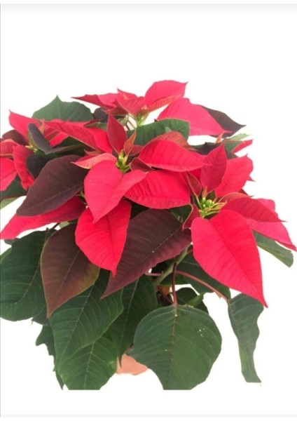Videolu Kırmızı Renk Atatürk Çiçeği 1 Adet Saksılı 40-70 cm Ofis Çiçeği (Poinsettia) indirimleri