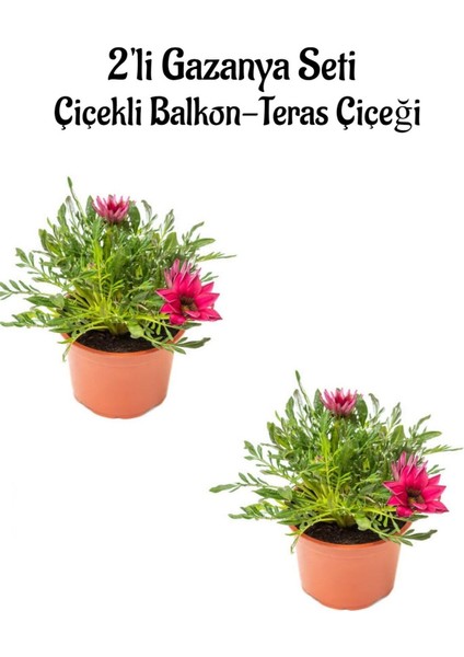Koyu Pembe Renk Gazanya Çiçeği 2 Adet SAKSILI(10-20 cm) Bahçe Balkon Çiçeği
