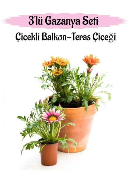 Pembe Beyaz-Sarı-Kırmızı Renk Gazanya Çiçeği 3 Adet Saksılı 10-20 cm Balkon Çiçeği