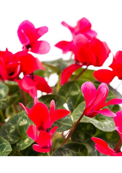 Videolu Canlı Kırmızı Renk 1 Adet Sıklamen Çiçeği Saksılı 30-50 cm (Red Cyclamen Flower) modelleri
