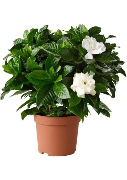 Videolu Premium Hediyelik 1 Adet Gardenya Çiçeği Saksılı 30-45 cm (Gardenia Flower)