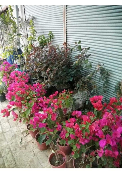 Begonvil Çiçeği Bougainvillea Bahçe Balkon Teras
