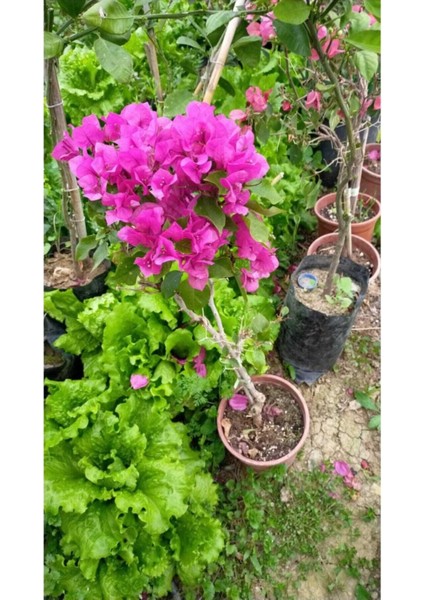 Begonvil Çiçeği Bougainvillea Bahçe Balkon Teras fiyatları