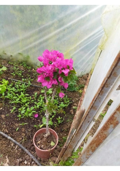 Begonvil Çiçeği Bougainvillea Bahçe Balkon Teras modelleri