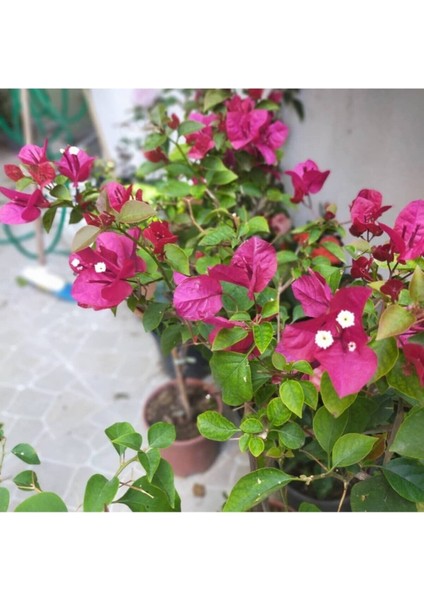 Begonvil Çiçeği Bougainvillea Bahçe Balkon Teras fırsatları