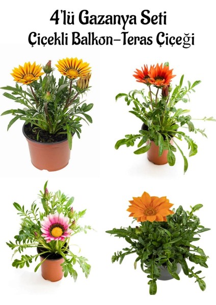 Sarı+Kırmızı+Pembe+Turuncu Gazanya Çiçeği 4 Adet Saksılı 10-20 cm Balkon Çiçeği