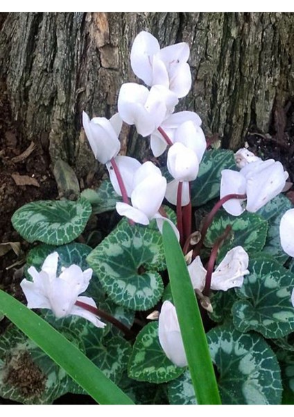 Videolu Canlı Beyaz 1 Adet Sıklamen Çiçeği Saksılı 30-55 cm (White Cyclamen) modelleri