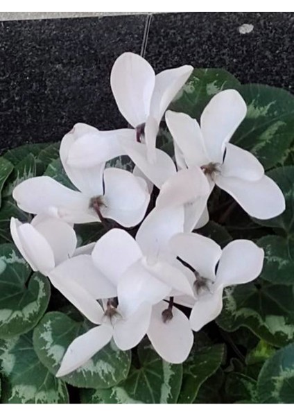 Videolu Canlı Beyaz 1 Adet Sıklamen Çiçeği Saksılı 30-55 cm (White Cyclamen) fırsatları