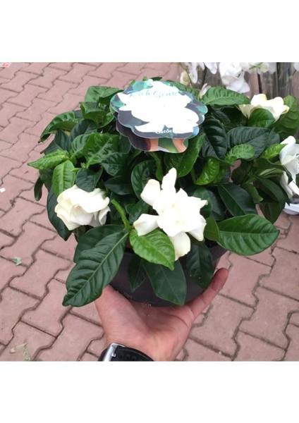 Videolu Kokulu Ofis Bitkisi 1 Adet Gardenya Çiçeği Saksılı 30-50 cm (Gardenia Flower)