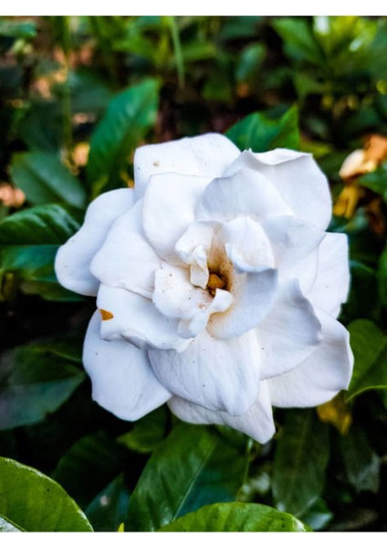 Videolu Kokulu Ofis Bitkisi 1 Adet Gardenya Çiçeği Saksılı 30-50 cm (Gardenia Flower)