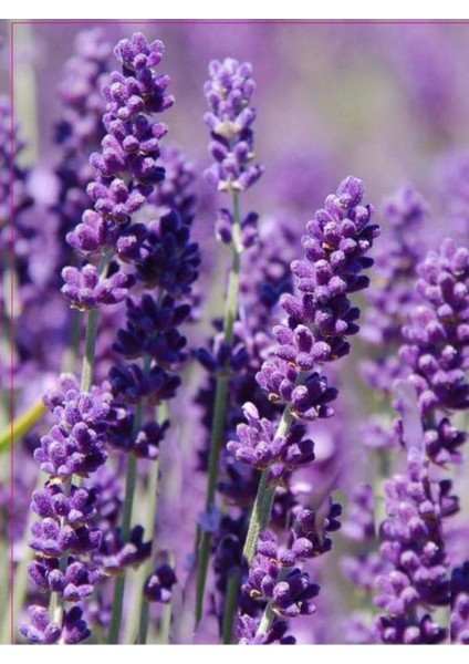 Videolu Şahane Kokulu 5 Adet Lavanta Çiçeği Fidanı 40-60 cm Saksılı (Lavander)