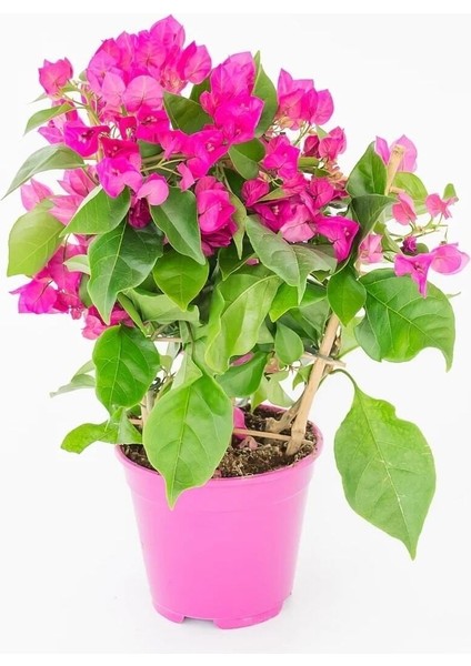 Saksıda Bodur Begonvil Fidanı 20-25 cm