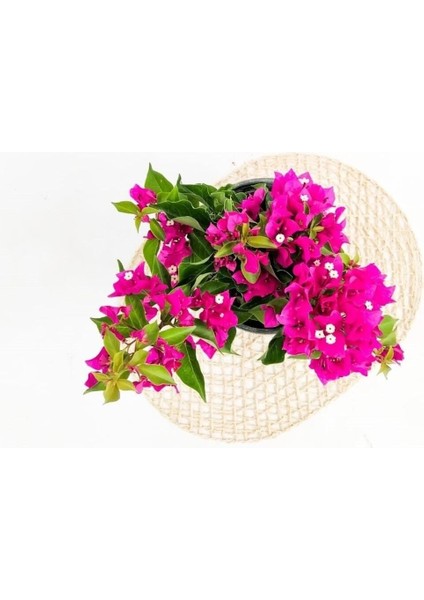 Saksıda Bodur Begonvil Fidanı 20-25 cm modelleri