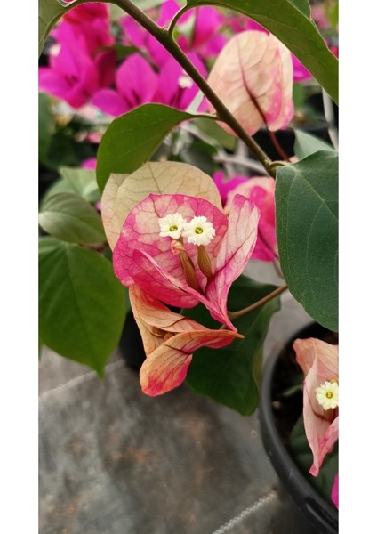 Ebruli Renk Sarmaşık Begonvil Çiçeği 35/50 cm Bougainvillea