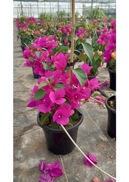 Sarmaşık Begonvil Çiçeği- Fuşya Renk Sarılıcı Begonvil - 40/50 cm Bougainvillea