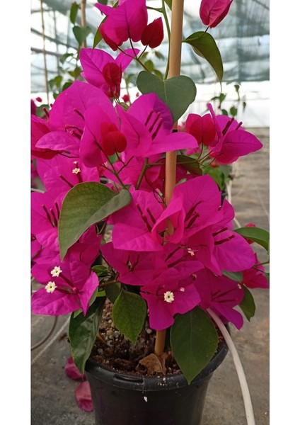 Sarmaşık Begonvil Çiçeği- Fuşya Renk Sarılıcı Begonvil - 40/50 cm Bougainvillea fiyatları
