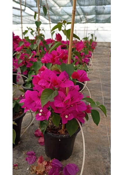 Sarmaşık Begonvil Çiçeği- Fuşya Renk Sarılıcı Begonvil - 40/50 cm Bougainvillea modelleri