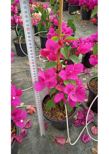 Sarmaşık Begonvil Çiçeği- Fuşya Renk Sarılıcı Begonvil - 40/50 cm Bougainvillea fırsatları