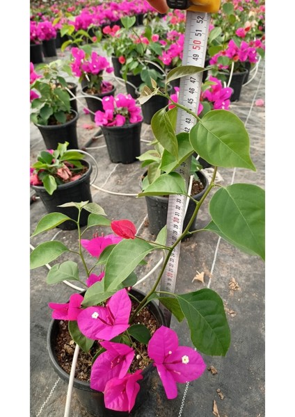 Sarmaşık Begonvil Çiçeği- Fuşya Renk Sarılıcı Begonvil - 40/50 cm Bougainvillea indirimleri