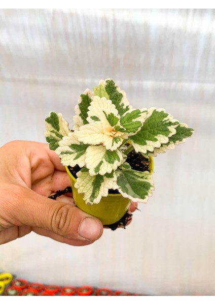 Videolu Sarkıcı Sukulent Beyaz Alacalı 10-20 cm Saksılı Çiçekli Bodur Variegata Plectranthus