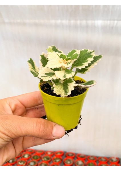 Videolu Sarkıcı Sukulent Beyaz Alacalı 10-20 cm Saksılı Çiçekli Bodur Variegata Plectranthus fiyatları