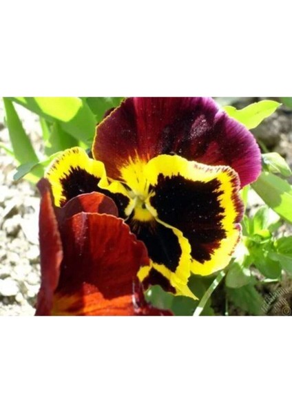 Videolu 10 Adet Kırmızı Sarı Hercai Menekşe Çiçeği Fidanı 5-15 cm Tüplü Çiçekli Bodur Bitkiler Viola