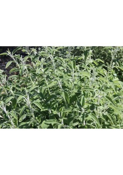 Videolu Harika Kokulu 1 Adet Adaçayı Fidanı 40-60 cm Saksılı (Rosemary Seedling)