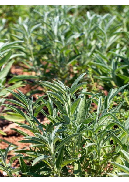 Videolu Harika Kokulu 1 Adet Adaçayı Fidanı 40-60 cm Saksılı (Rosemary Seedling)
