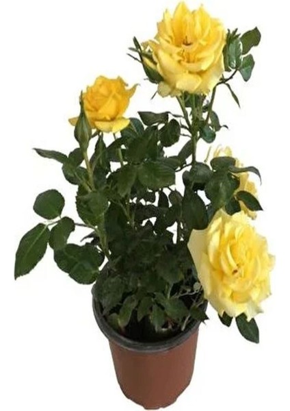 Videolu Sarı Renkli 1 Adet Bulgar Gülü Çiçeği Fidanı 30-60 cm Saksılı (Bulgarian Rose Sapling)