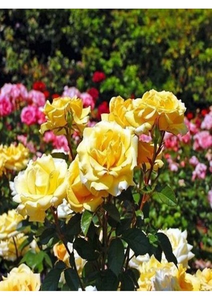 Videolu Sarı Renkli 1 Adet Bulgar Gülü Çiçeği Fidanı 30-60 cm Saksılı (Bulgarian Rose Sapling)