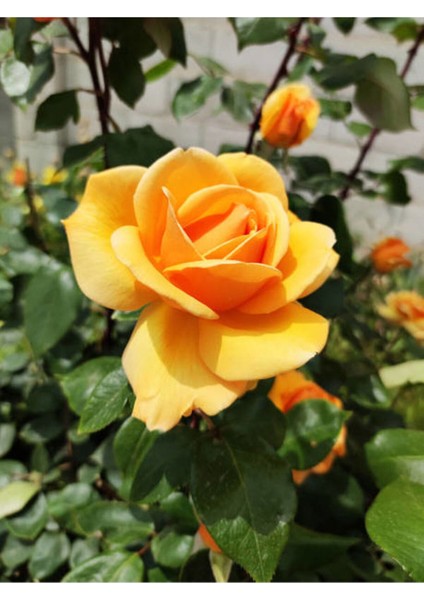 Videolu Sarı Renkli 1 Adet Bulgar Gülü Çiçeği Fidanı 30-60 cm Saksılı (Bulgarian Rose Sapling)