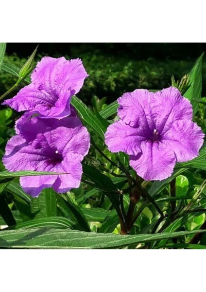Meksika Petunyası 50 cm