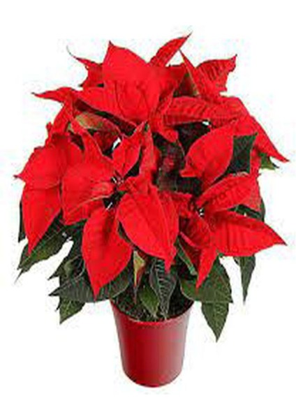 Videolu Hoş Görünümlü Hediyelik 1 Adet Atatürk Çiçeği Saksılı 25-45 cm (Poinsettia)