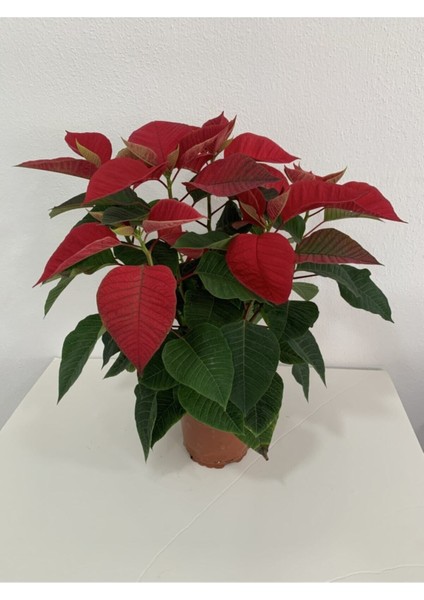 Videolu Hoş Görünümlü Hediyelik 1 Adet Atatürk Çiçeği Saksılı 25-45 cm (Poinsettia) modelleri