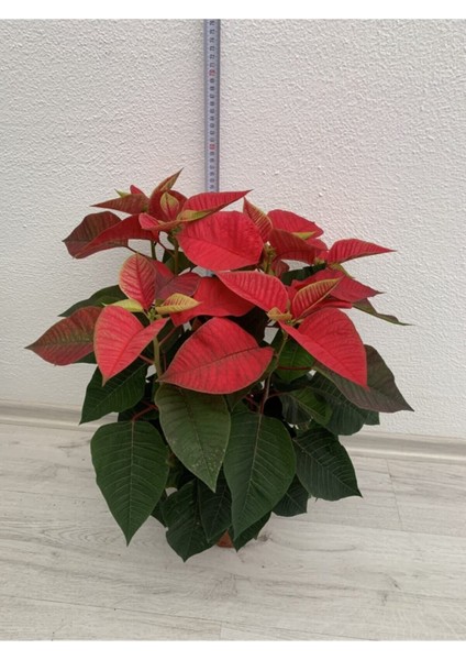 Videolu Hoş Görünümlü Hediyelik 1 Adet Atatürk Çiçeği Saksılı 25-45 cm (Poinsettia) fırsatları