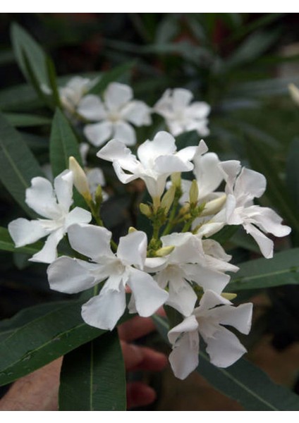 Videolu Mis Kokulu 1 Adet Beyaz Zakkum Çiçeği Fidanı 50-75 cm Saksılı (Oleander Flower)