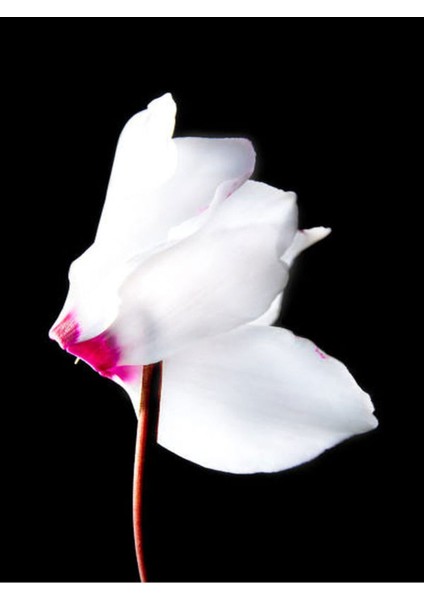 Videolu Beyaz Sıklamen Çiçeği Fidanı 30-45 cm Saksılı Çiçekli Bodur Bitkiler White Cyclamen