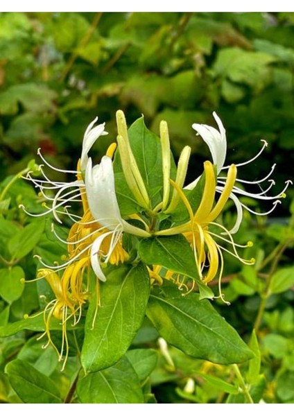 Videolu Sarı Beyaz Hanımeli Çiçeği 1 Adet Saksılı/Tüplü 90-120 cm Bahçe Bitkisi(Lonicera Japonica)