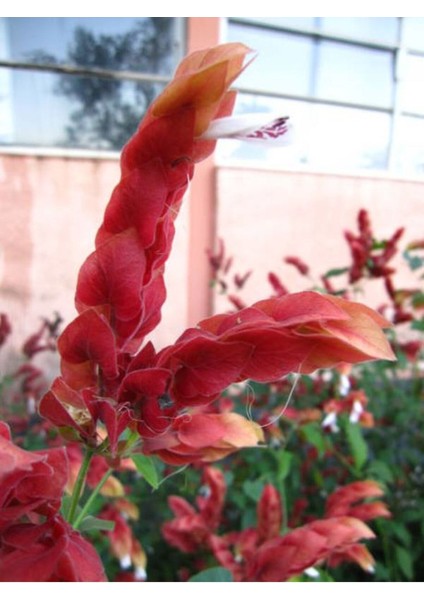 Videolu Karides Çiçeği Fidanı 1 Adet 40-60 cm Saksılı İç/ Dış Mekan Bitkisi (Pachystachys Lutea)