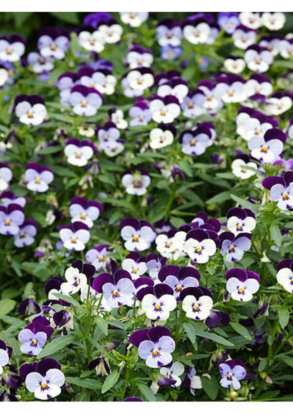 Videolu 10'lu Beyaz Mor Hercail Menekşe Çiçeği Fidanı 5-15 cm Tüplü Çiçekli Bodur Bitkiler Viola