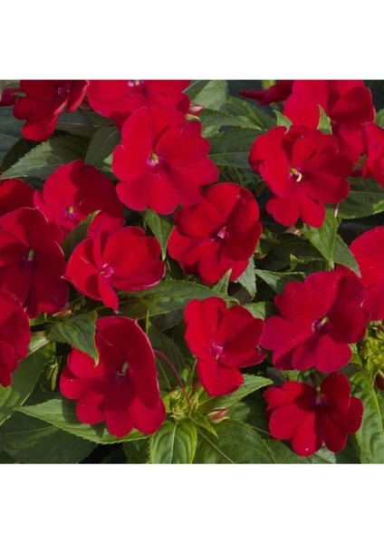 Videolu Kırmızı Cam Güzeli Fidanı 1 Adet Saksılı 15-30 cm Yeniğine (Impatiens New Guinea)