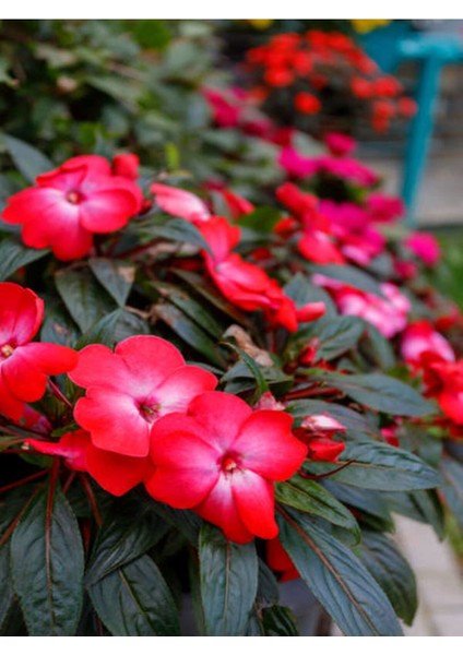 Videolu Kırmızı Cam Güzeli Fidanı 1 Adet Saksılı 15-30 cm Yeniğine (Impatiens New Guinea)