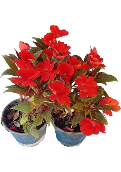 Videolu Kırmızı Cam Güzeli Fidanı 1 Adet Saksılı 15-30 cm Yeniğine (Impatiens New Guinea)