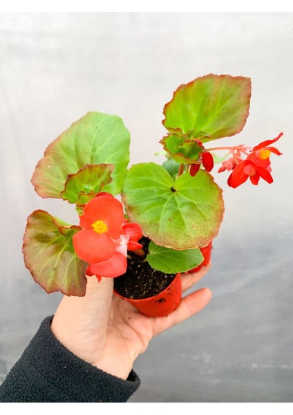 2 Adet Karışık Renk Şeker Begonya Begonia Semperflorens