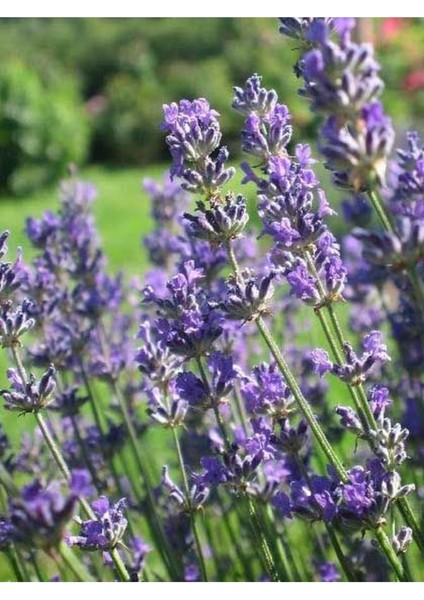 Videolu Şahane Kokulu 5 Adet Lavanta Çiçeği Fidanı 40-60 cm Saksılı (Lavander)