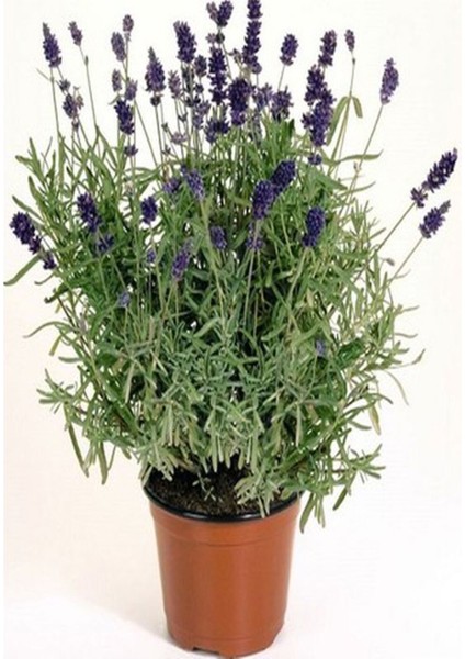 Videolu Şahane Kokulu 5 Adet Lavanta Çiçeği Fidanı 40-60 cm Saksılı (Lavander)