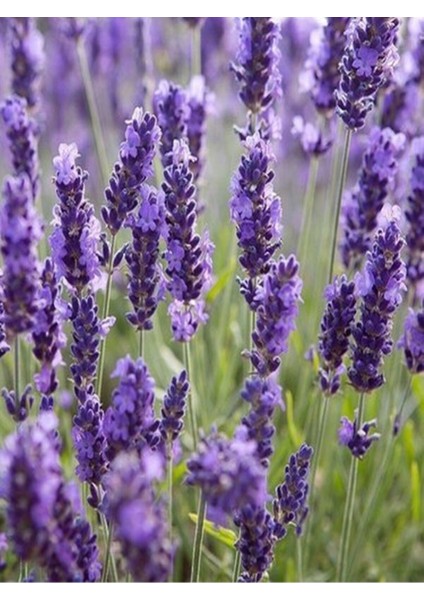 Videolu Şahane Kokulu 5 Adet Lavanta Çiçeği Fidanı 40-60 cm Saksılı (Lavander)