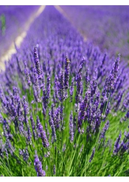 Videolu Şahane Kokulu 5 Adet Lavanta Çiçeği Fidanı 40-60 cm Saksılı (Lavander)